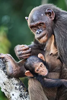 Female Chimpanzee (Pan troglodytes troglodytes) nursing her infant, aged 7 months, Conkouati-Douli National Park, Republic of Congo, Africa