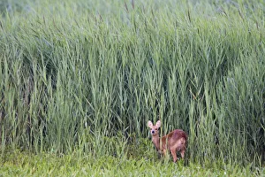 Reeds Prints: Female Chinese water deer (Hydropotes inermis) Cley, Norfolk, UK, August