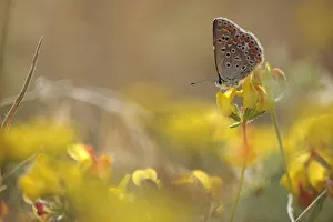 Butterflies Prints: Female Common blue butterfly (Polyommatus icarus) on Trefoil (Lotus sp) Lake Macro Prespa