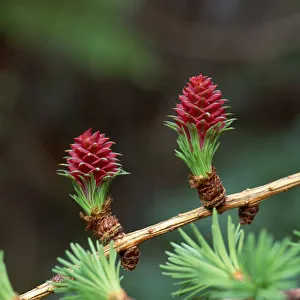 Female cones of European larch tree (Larix decidua) Bannogue Bridge, County Down