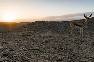 Images Dated 24th July 2020: Female Cuviers gazelle (Gazella cuvieri) calf, age 6 months, with its mother