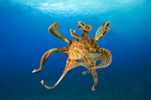 April 2022 highlights Gallery: Female Day octopus (Octopus cyanea) drifting in the ocean, Hawaii, Pacific Ocean
