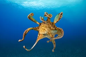 April 2022 highlights Collection: Female Day octopus (Octopus cyanea) drifting in the ocean, Hawaii, Pacific Ocean