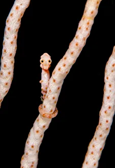 Subergorgiidae Prints: Female Denises pygmy seahorse (Hippocampus denise) on coral seafan (Annella mollis) Misool