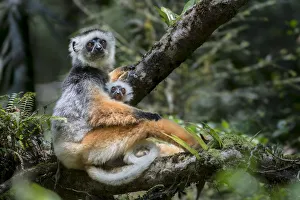 Female Diademed Sifaka (Propithecus diadema) with 2-month infant in the forest canopy