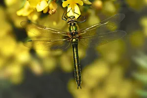 Female Downy Emerald dragonfly (Cordulia aenia) at rest on flowering Gorse (Ulex