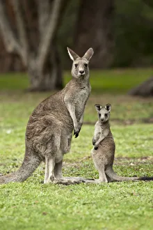 Female Eastern grey kangaroo (Macropus giganteus) standing next to joey, Grampians National Park