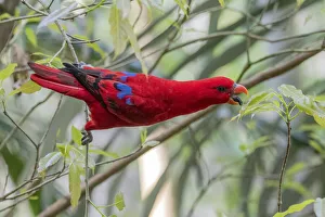 Female Eclectus parrot (Eclectus roratus) feeding in rainforest, Cape York, Queensland, Australia