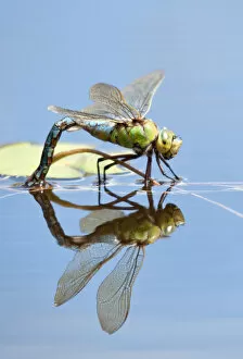 Wetlands Collection: Female Emperor dragonfly (Anax imperator) laying eggs, Cornwall, England, UK, April
