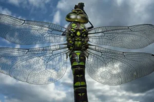 Anax Imperator Gallery: Female Emperor dragonfly (Anax imperator) close-up, on twig above water with clouds reflected