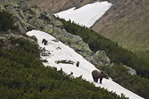 Images Dated 9th June 2009: Female European brown bear (Ursus arctos) with two yearling cubs walking on snow