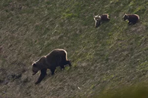 Images Dated 9th June 2009: Female European brown bear (Ursus arctos) with two yearling cubs walking down steep slope