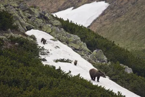 Female European brown bear (Ursus arctos) with two yearling cubs walking on snow