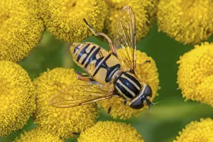 Female European hoverfly (Helophilus pendulus) pollinating Tansy (Tanacetum vulgare) Female European hoverfly (Helophilus pendulus) pollinating Tansy (Tanacetum vulgare)