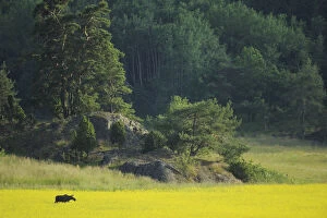Images Dated 2nd July 2009: Female European moose (Alces alces) in flowering field, Elk, Morko, Sormland, Sweden