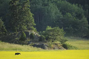 Female European moose (Alces alces) in flowering field, Elk, Morko, Sormland, Sweden