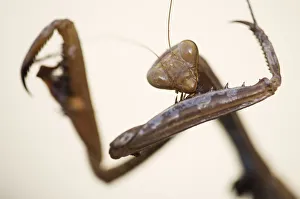Legs Prints: Female European praying mantis (Mantis religiosa) portrait