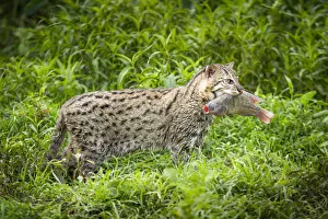 Female Fishing cat (Prionailurus viverrinus) with fish prey in mouth