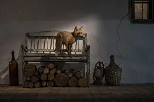 Vixen Prints: Female Fox (Vulpes vulpes) caught in a shaft of light on the porch of a farmhouse