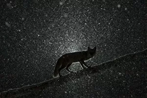 Female Fox (Vulpes vulpes) walking on tree trunk in heavy snowstorm in the dark