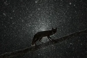 Vixen Prints: Female Fox (Vulpes vulpes) walking on tree trunk in heavy snowstorm in the dark