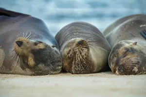 February 2022 Highlights Collection: Female Galapagos sea lion (Zalophus wollebaeki), sleeping together, likely to be related