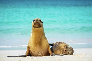 Images Dated 2nd August 2022: Female Galapagos sea lion (Zalophus wollebaeki) with yearling pup resting on beach, Cerro Brujo