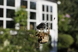 Arachnids Gallery: Female Garden spider (Araneus diadematus) wrapping up fly prey with silk on web spun in garden