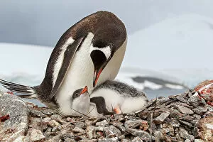 Images Dated 23rd August 2022: Female Gentoo penguin (Pygoscelis papua) with chick on the nest, Port Lockroy, Goudier Island