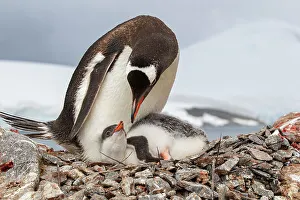 Down Prints: Female Gentoo penguin (Pygoscelis papua) with chick on the nest