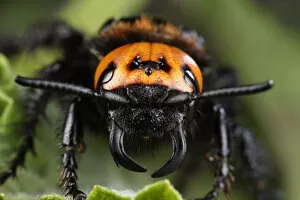 Images Dated 22nd June 2009: Female Giant / Mammoth wasp (Megascolia flavifrons) close-up of face showing short antennae