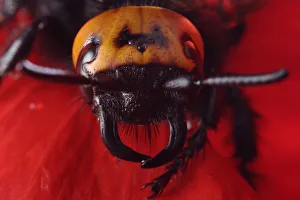 Macedonia Prints: Female Giant / Mammoth wasp (Megascolia flavifrons) close-up of head showing short antennae