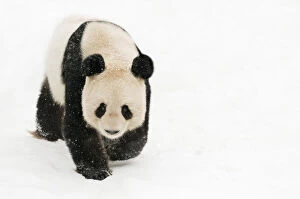 Giant Panda Collection: Female Giant panda (Ailuropoda melanoleuca) walking on snow, approximately 10 years