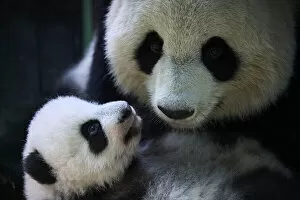 Female Giant panda (Ailuropoda melanoleuca), Huan Huan, holding her female cub, Yuandudu