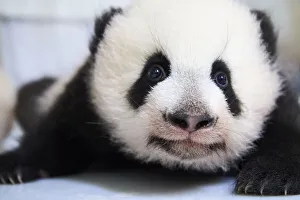 Female Giant panda (Ailuropoda melanoleuca) cub Yuandudu, age 3 months, portrait