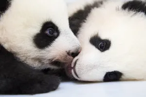 Female Giant panda (Ailuropoda melanoleuca) twin cubs, Yuandudu and Huanlili