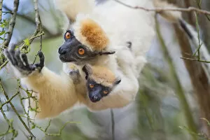Images Dated 28th January 2014: Female Golden-crowned Sifaka (Propithecus tattersalli) carrying 2-month infant