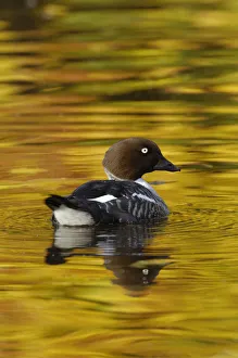 Female Goldeneye (Bucephala clangula) on lake with autumn reflections, Wirral, UK