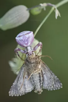 Florian Mollers Collection: Female Goldenrod crab spider (Misumena vatia) with moth prey, San Marino, May 2009