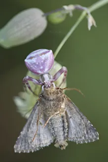 Arachnids Gallery: Female Goldenrod crab spider (Misumena vatia) with moth prey, San Marino, May 2009
