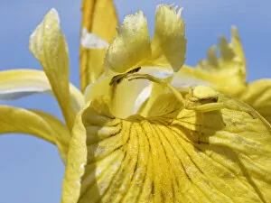 Images Dated 25th March 2022: Female Goldenrod crab spider (Misumena vatia) camouflaged on Yellow flag iris (Iris pseudacorus)