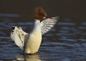Female Goosander (Mergus merganser) drying feathers, Gwynedd, Wales, UK, January