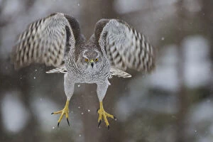 Accipiter Gallery: Female goshawk (Accipiter gentilis) in flight, just after taking off from perch. Southern Norway