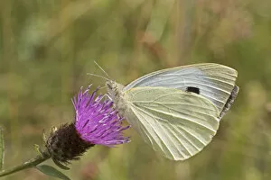 Images Dated 7th August 2015: Female Green-veined white butterfly (Pieris napi) feeding on Black knapweed Sutcliffe