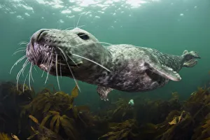 Seals Prints: Female Grey seal (Halichoerus grypus) juvenile swimming over kelp, off Farne Islands