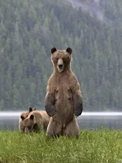 Ursidae Gallery: Female Grizzly bear (Ursus arctos horribilis) standing up, with two cubs nearby