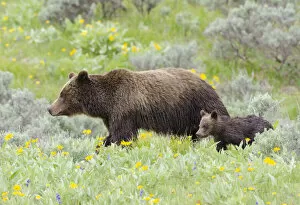 Moving Collection: Female Grizzly bear (Ursus arctos horribilis) with cub among wildflowers