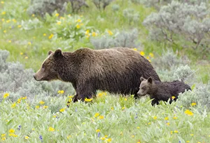 Moving Collection: Female Grizzly bear (Ursus arctos horribilis) with cub among wildflowers