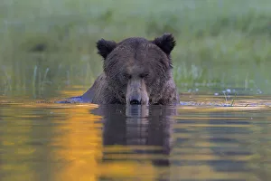Female Grizzly bear (Ursus arctos horribilis) in water, Khutzeymateen Grizzly Bear Sanctuary