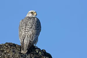 Female Gyrfalcon (Falco rusticolus) on rock, Myvatn, Thingeyjarsyslur, Iceland, April